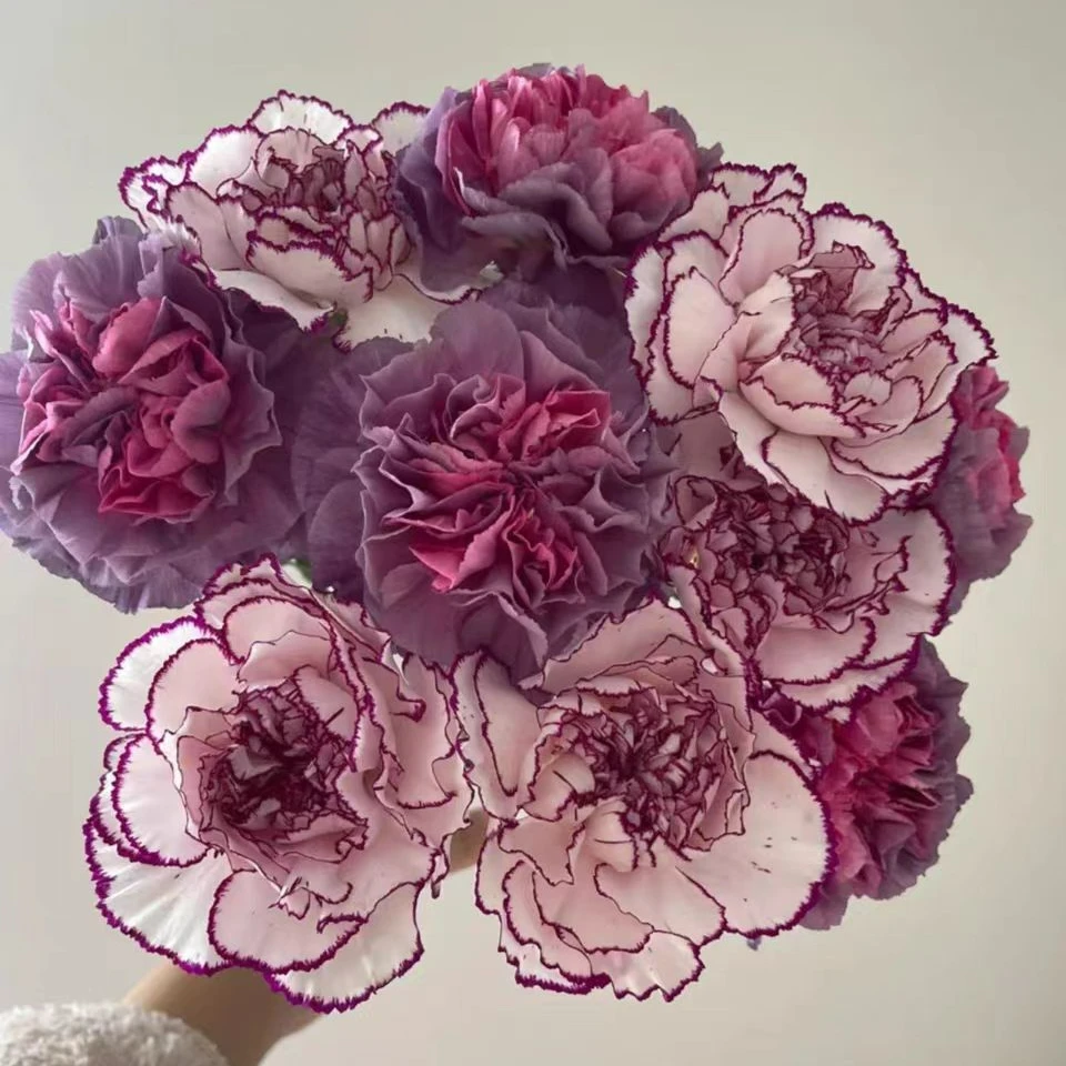 顺丰包邮A级紫精灵康乃馨+野马康乃馨网红组合鲜花家用鲜花母亲节