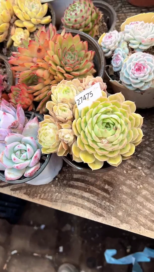 小*妹多肉植物一物一拍27475