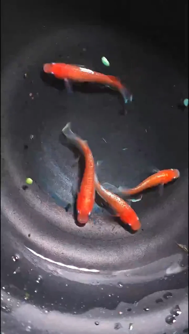 青鳉鱼观背青鳉025