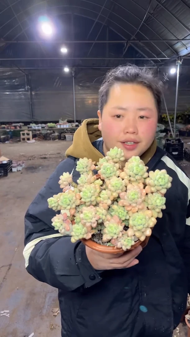 【闪购商品】69-大红盆大号洛可可7.2