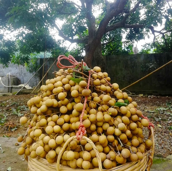 【顺丰包邮】正宗莆田龙眼现摘现发果肉厚多汁当季水果