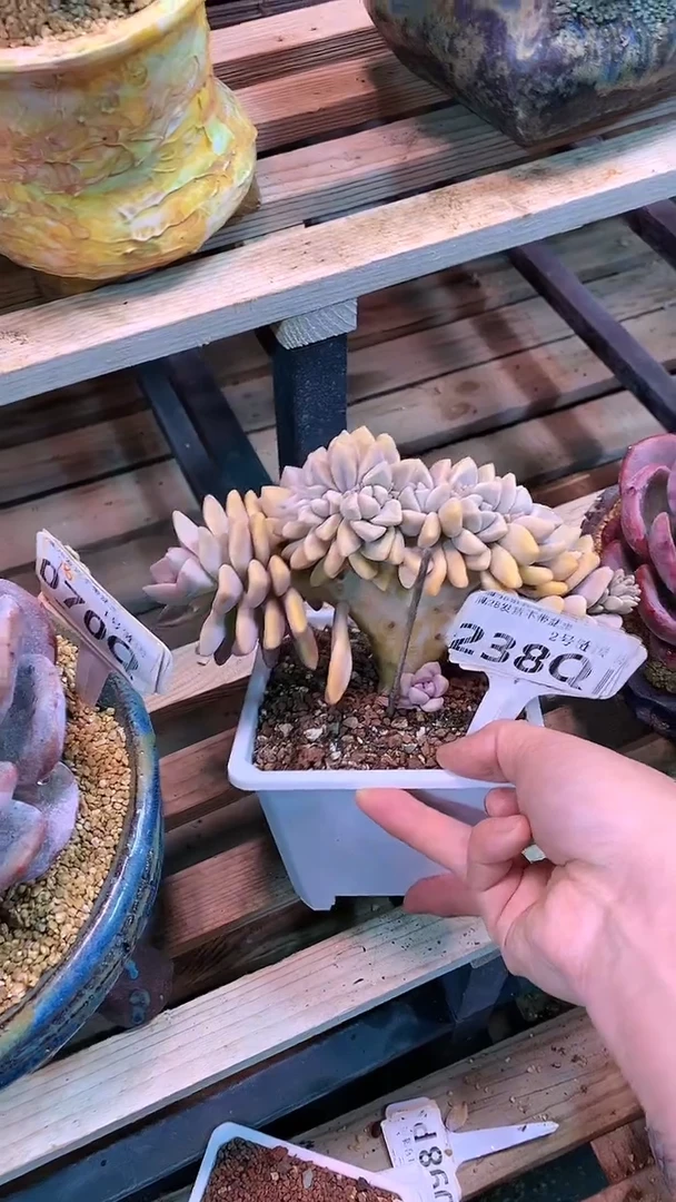 【闪购商品】238QQQ