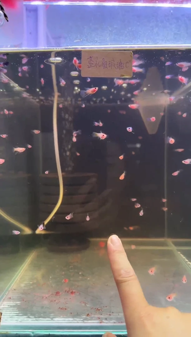 孔雀鱼蓝礼服玻璃c苗公母随机10条