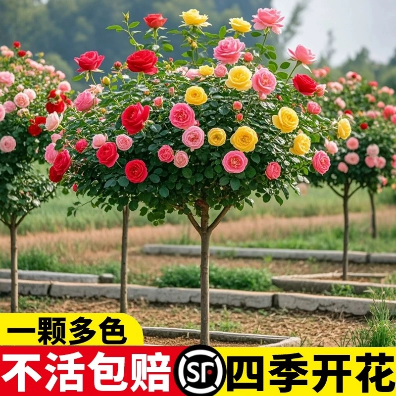 树桩月季大花品种季节开花深粉龙沙花期多季节棒棒糖成活包开花