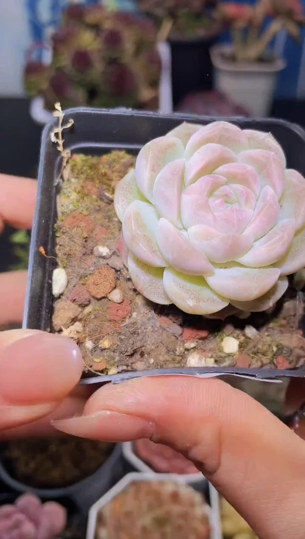 【闪购商品】363蜡像