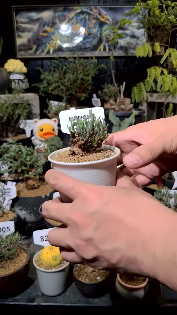 号1215福利植物黑曼巴奇峰锦