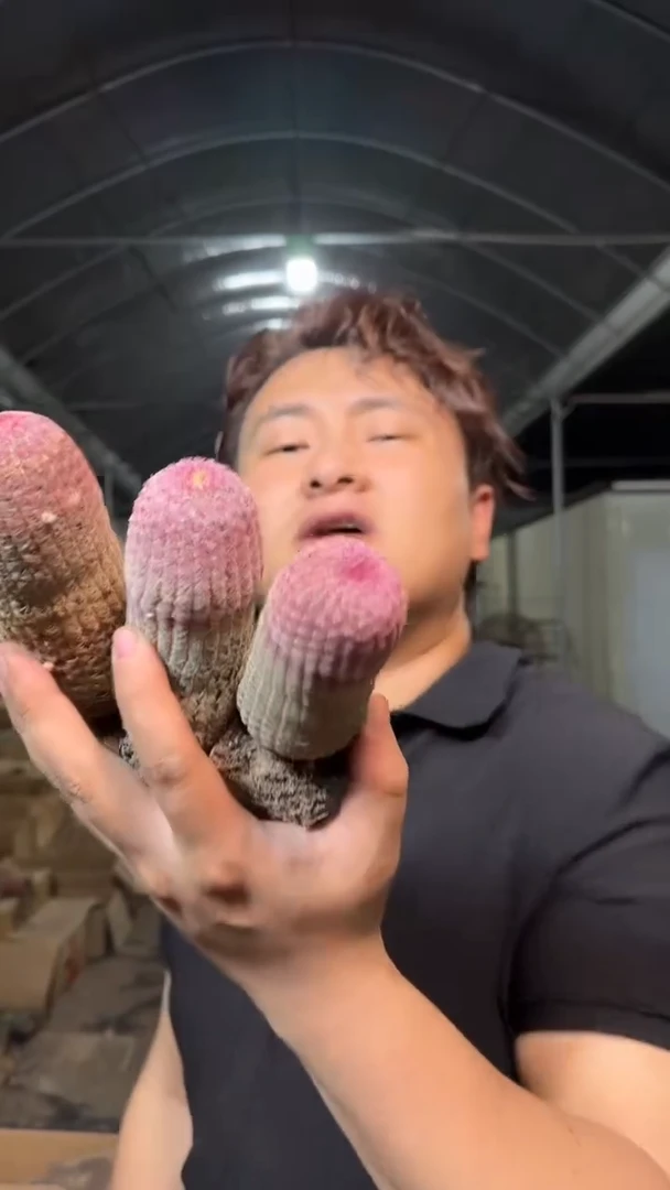 3颗 实生根 红太阳 高5-7cm