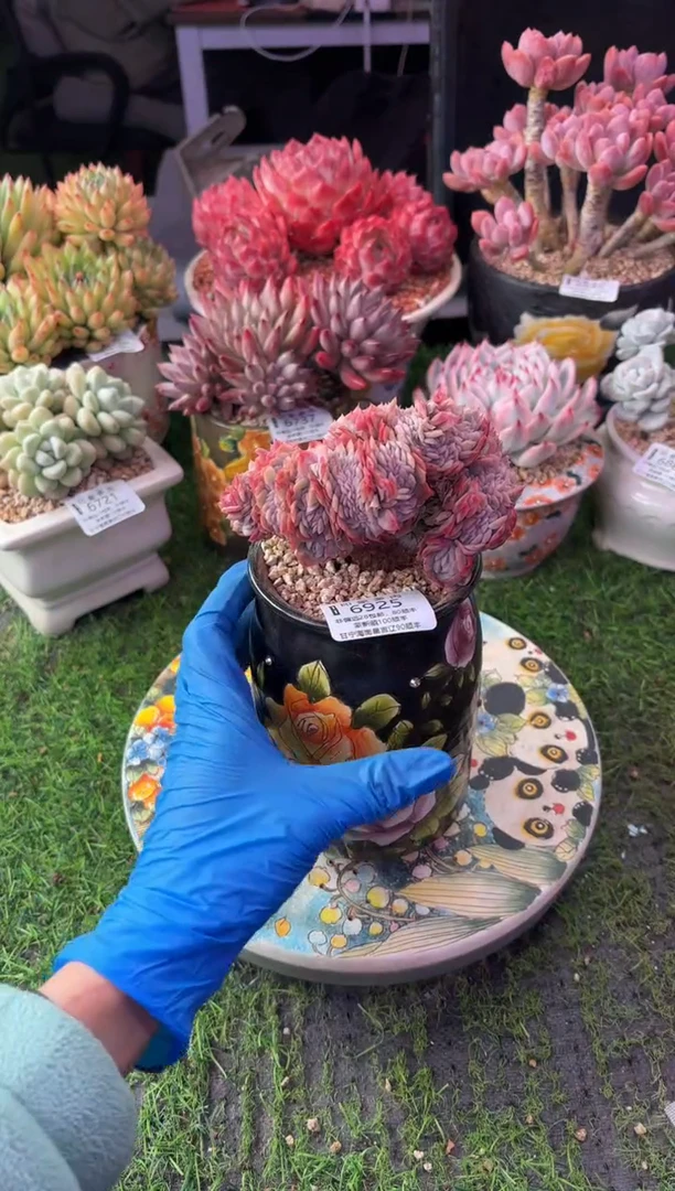 昆明印象多肉6925