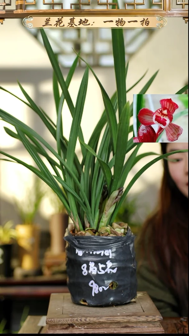 完全开放春剑红荷8苗5花苞