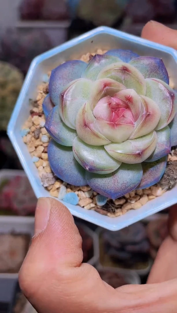 【闪购商品】092千鹤多肉