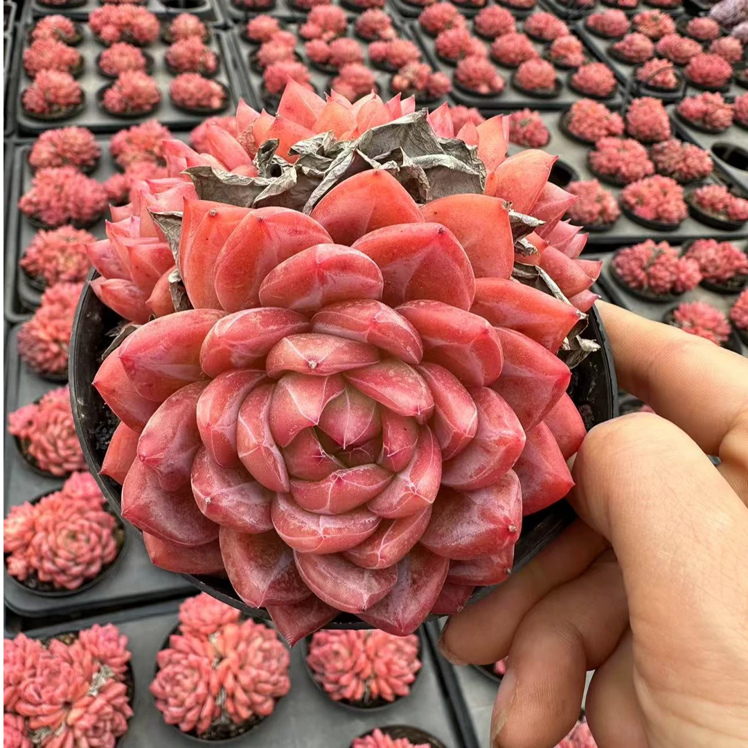 12#女神节宠粉红鸾 多肉植物     前男友精品多肉 A491