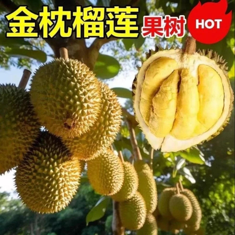 金枕榴莲树果苗南北方四季种植嫁接猫山王大果树盆栽当年结果