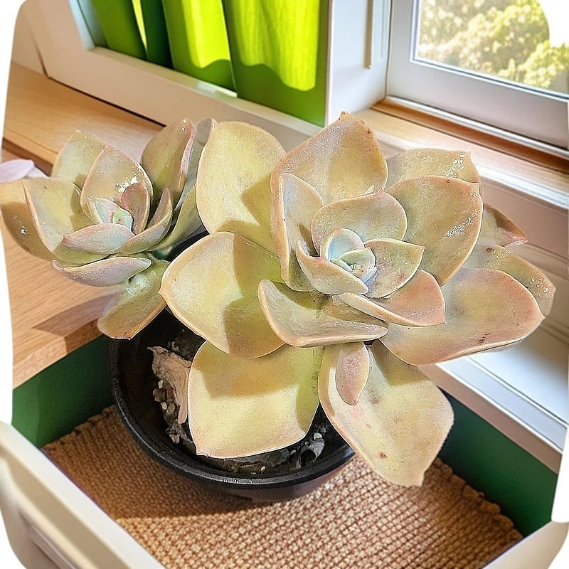 77多肉(贺氏）直播展示