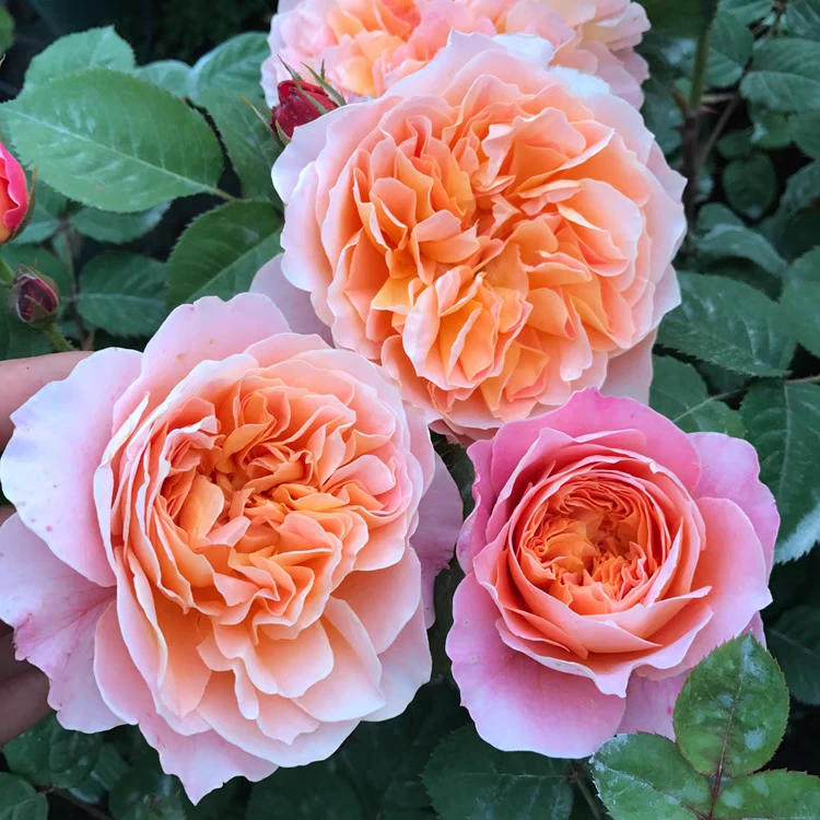 印象派大花爬藤月季多季开花阳台庭院盆栽地栽围墙拱门花墙花卉