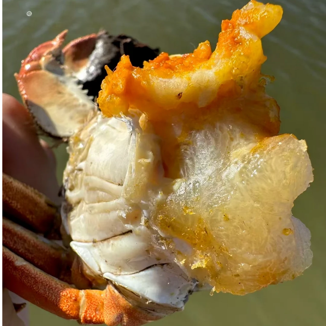 【活】3-3.5两 公河蟹 8/12只