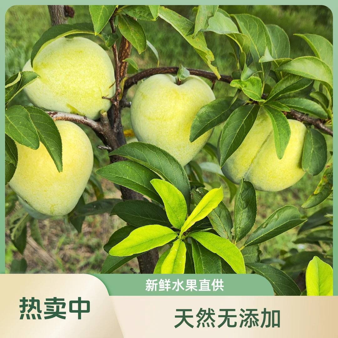 湖南永州宁远奈李新鲜脆香甜多汁奈李当季水果果园直供5/10斤整箱