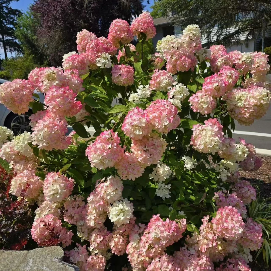 【草莓冰沙棒棒糖】2加仑 圆锥绣球多年露天苗好养原盆原土基地直发