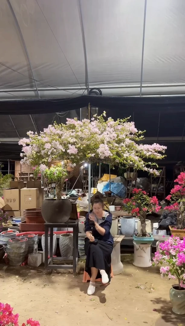 无花朵随*风三角梅