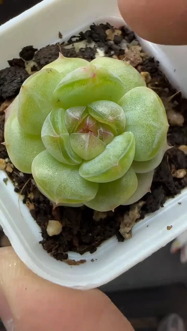多肉植物一物一拍0510—384
