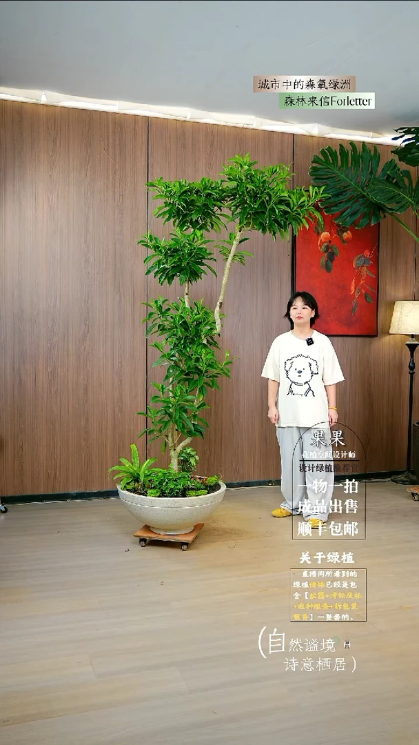 不开花植物飞*非洲茉莉-灰莉成品发货一整套送货上门