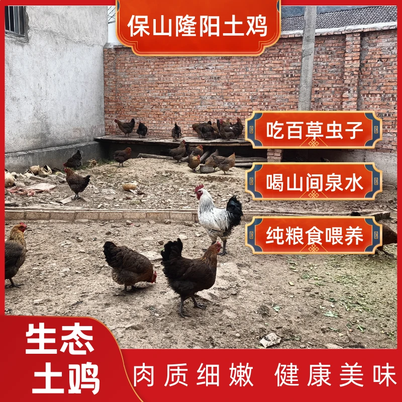 云南保山隆阳农家散养土鸡新鲜现杀 现宰现发1.5斤/3.5斤装