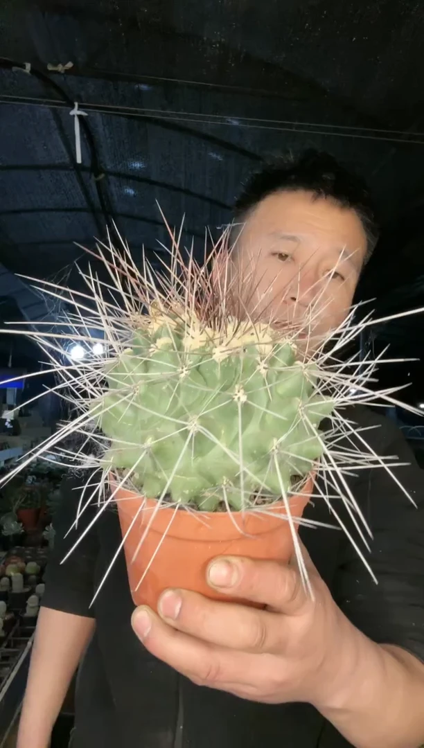 【闪购商品】长刺鹤巢丸111111