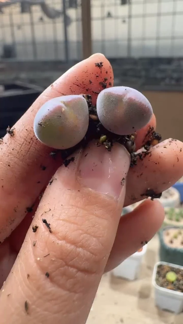 陆*多肉植物肉锥16-338