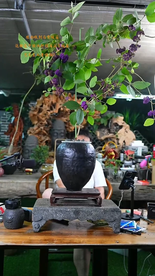 完全开放紫珠297+