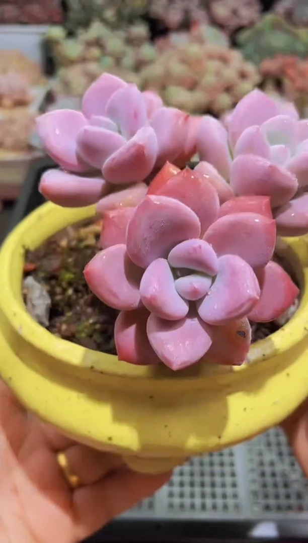 【闪购商品】113奥花群生