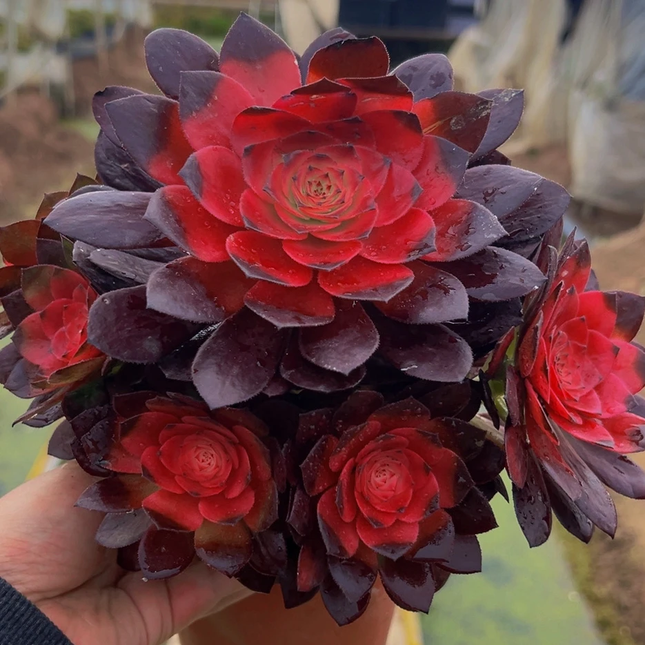 XP玫瑰法师 颜色好看带盆带土非常好养适合新手耐热