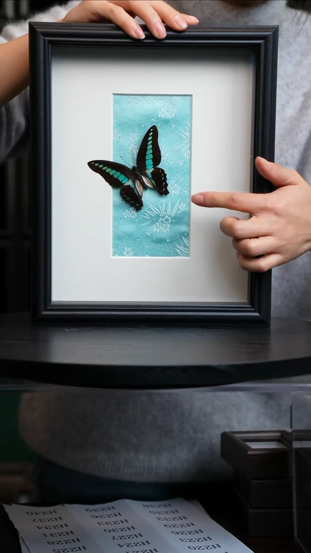 青凤蝶蓝色绢布新版本