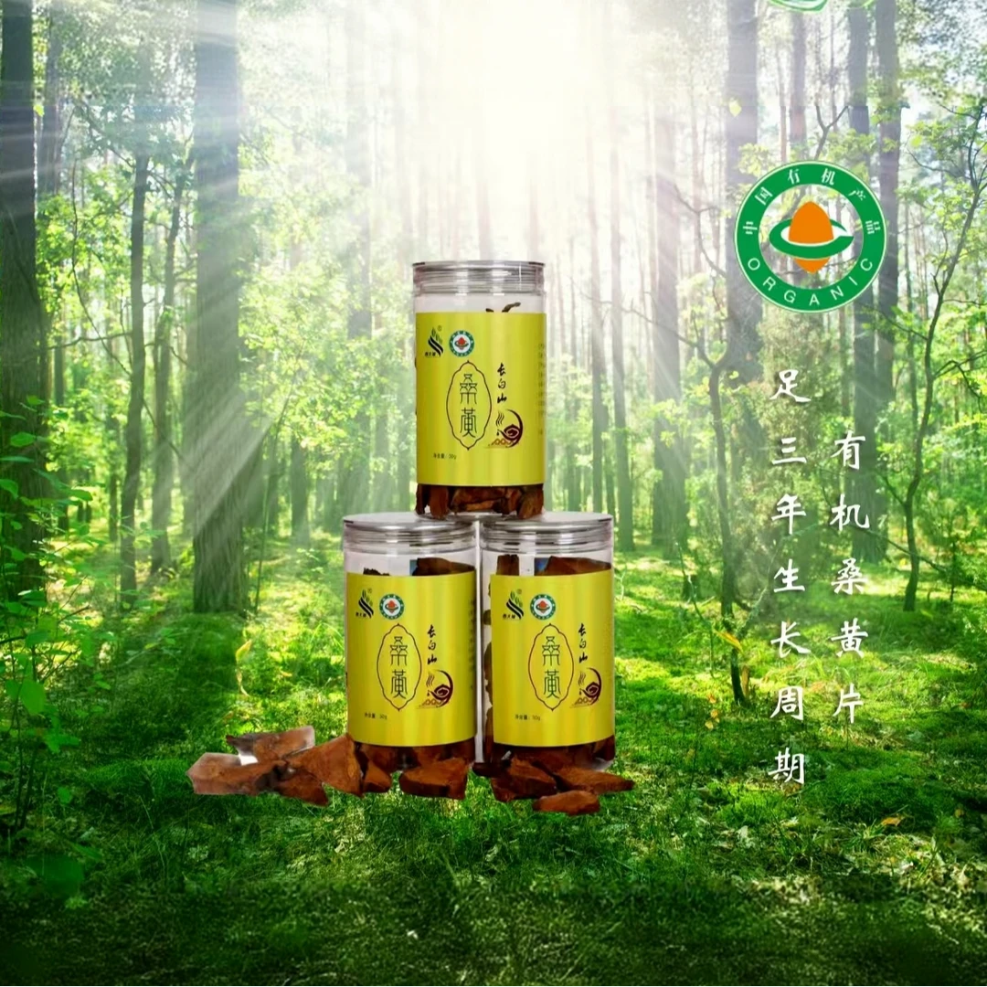 长白山西大坡有机桑黄180g 包邮