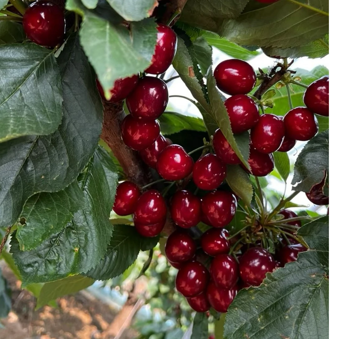 小繁家黑珍珠车厘子樱桃树玛瑙红结果树苗结果树庭院种植