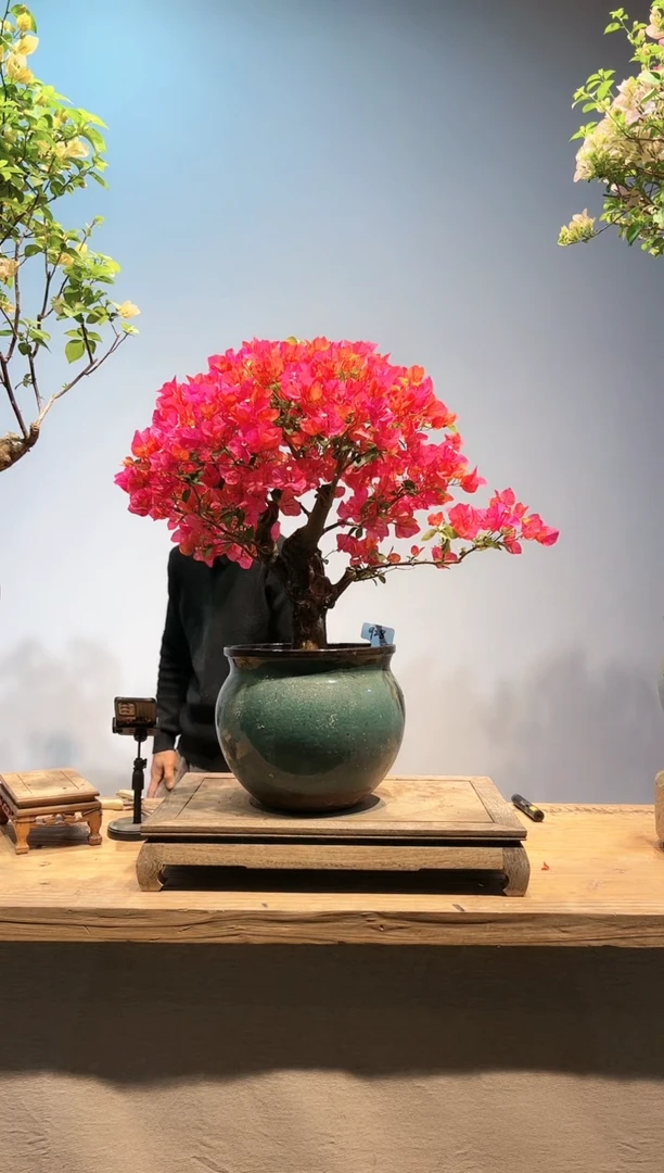 三角梅专场一物一拍928