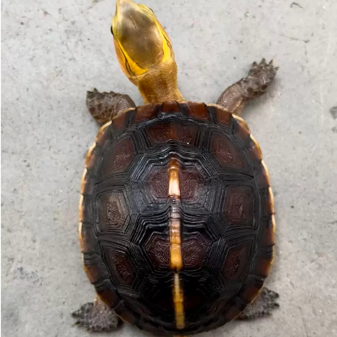 【688瑕疵黄缘】苗活体观赏宠物半水龟闭壳国龟招财人工繁殖