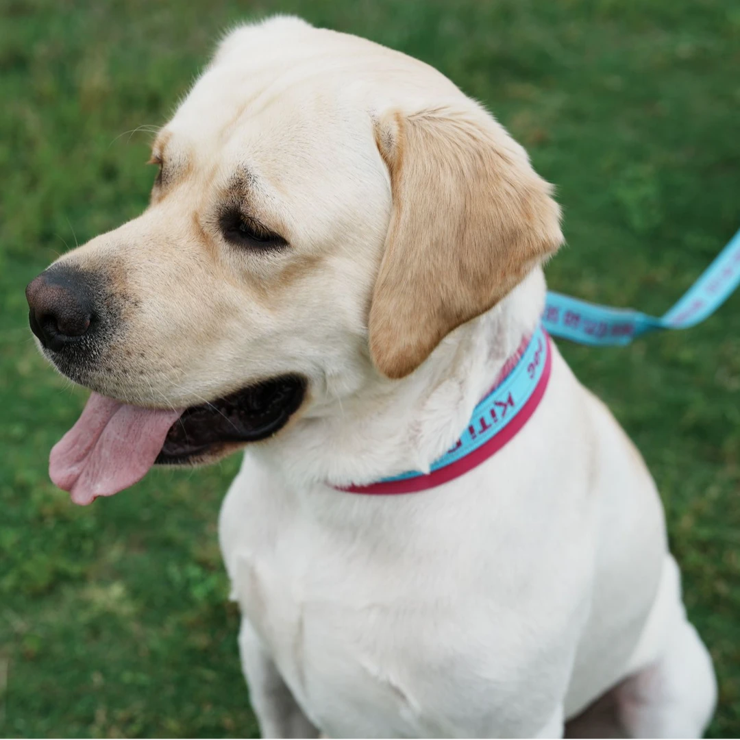 直播间过款宠物衣服（NO退NO换）C01-C60