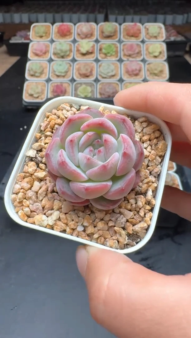 【闪购商品】459D物拍多肉带盆土6.5杯拍3颗包柚