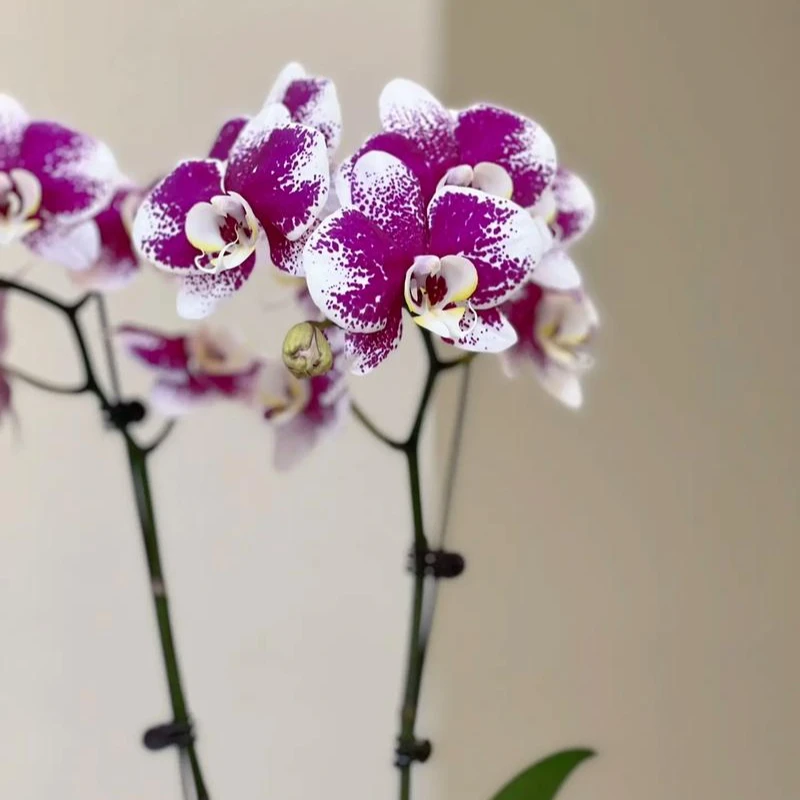新格林蝴蝶兰 【巴塞罗那】四季开花/室内花卉盆栽/带花苞