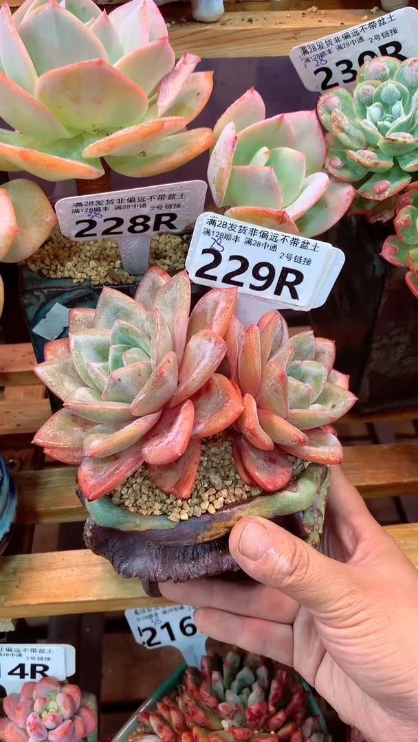 229R（一物一拍实付满28发货，默认不带盆土）