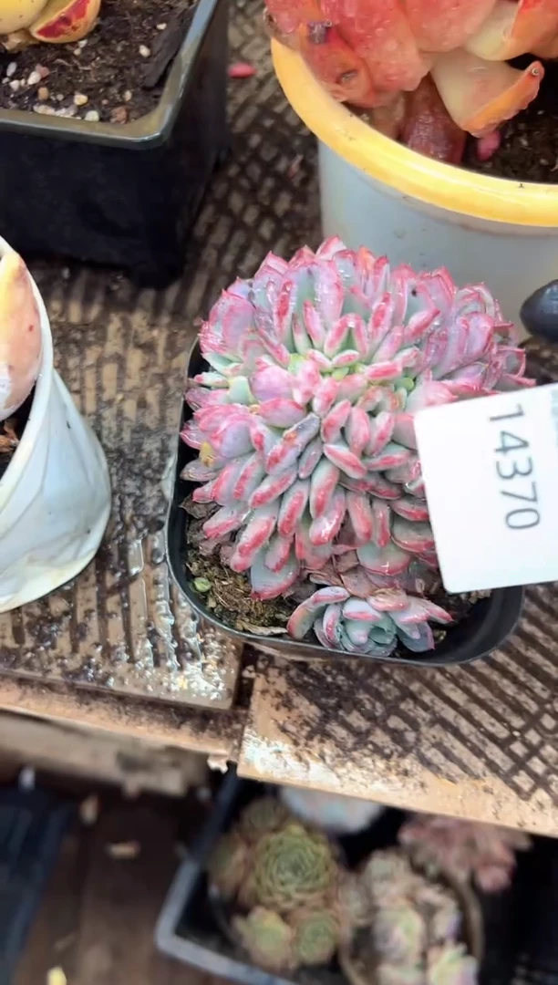 ?**缘多肉植物一物一拍14370