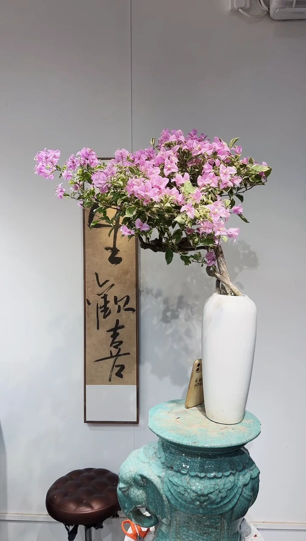 无花朵陈*三角梅三角梅三角梅