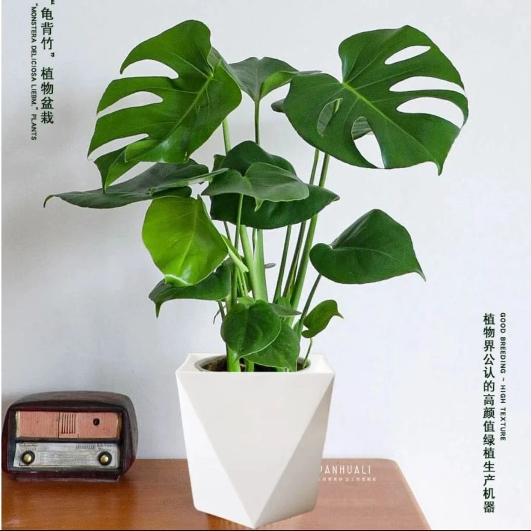 龟背竹大叶四季常青花卉绿植