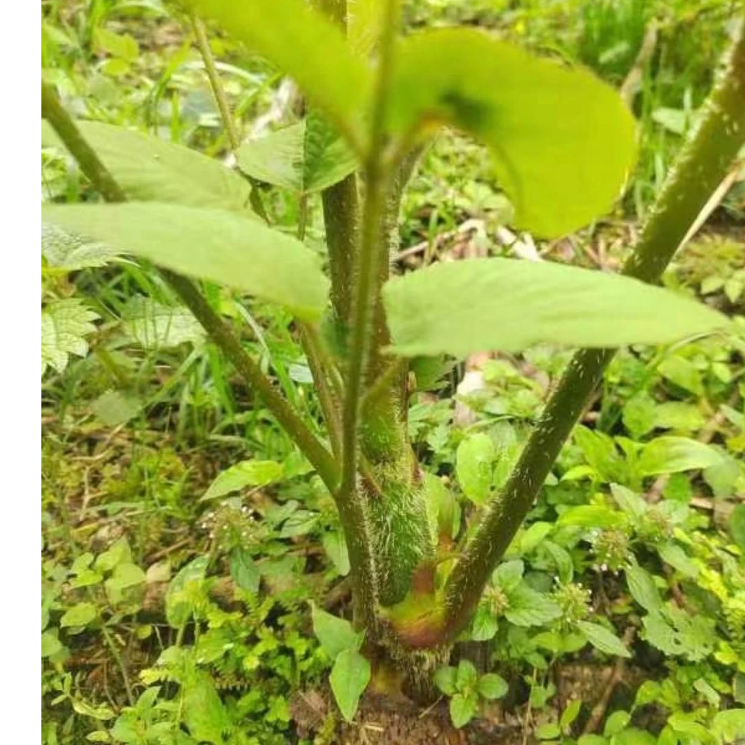 广西桂北野菜,高山野生新鲜独活