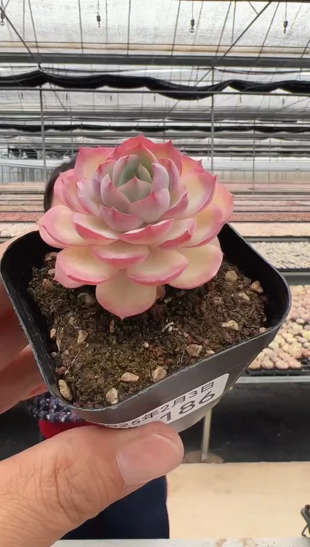 【闪购商品】新款多肉-186