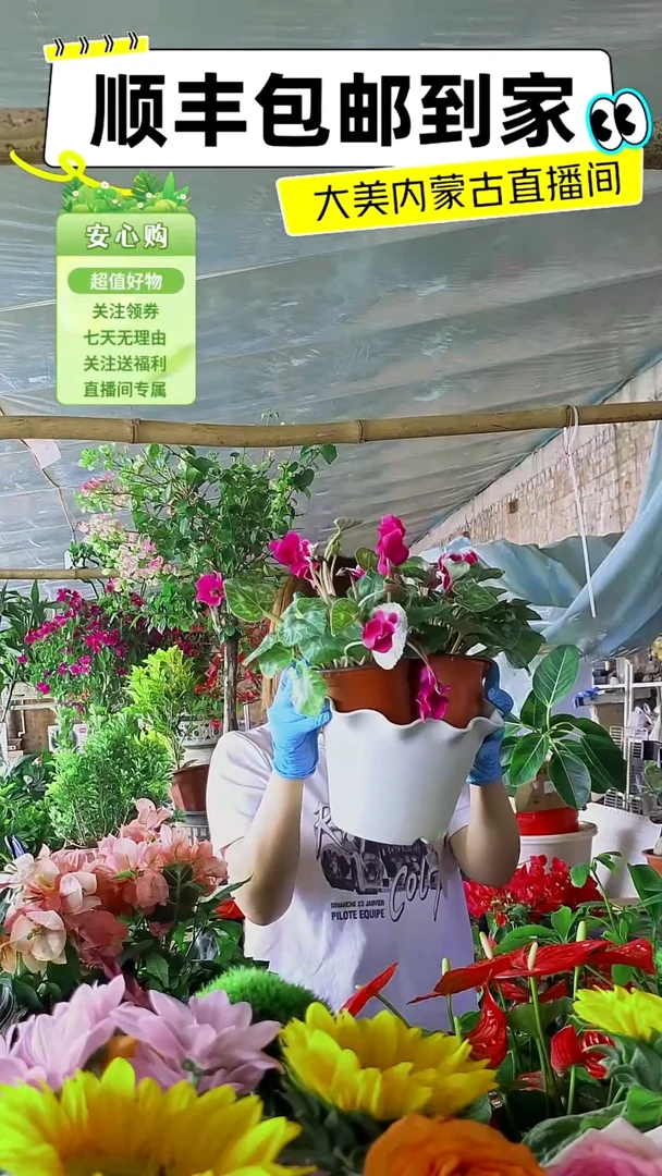 完全开放白盆换好盆