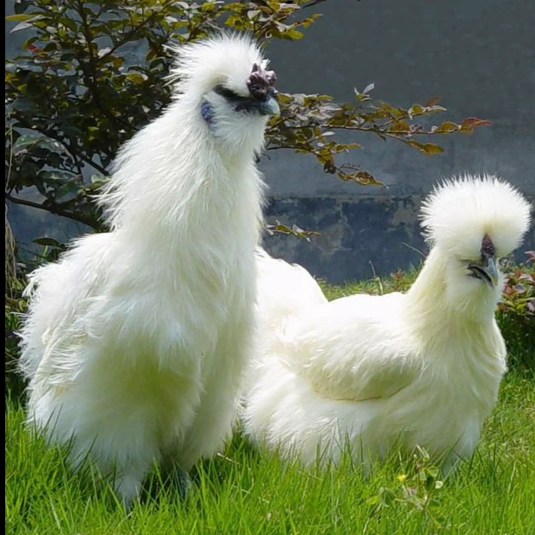 散养白凤乌鸡肉质鲜美乌皮乌骨乌肉营养丰富一年