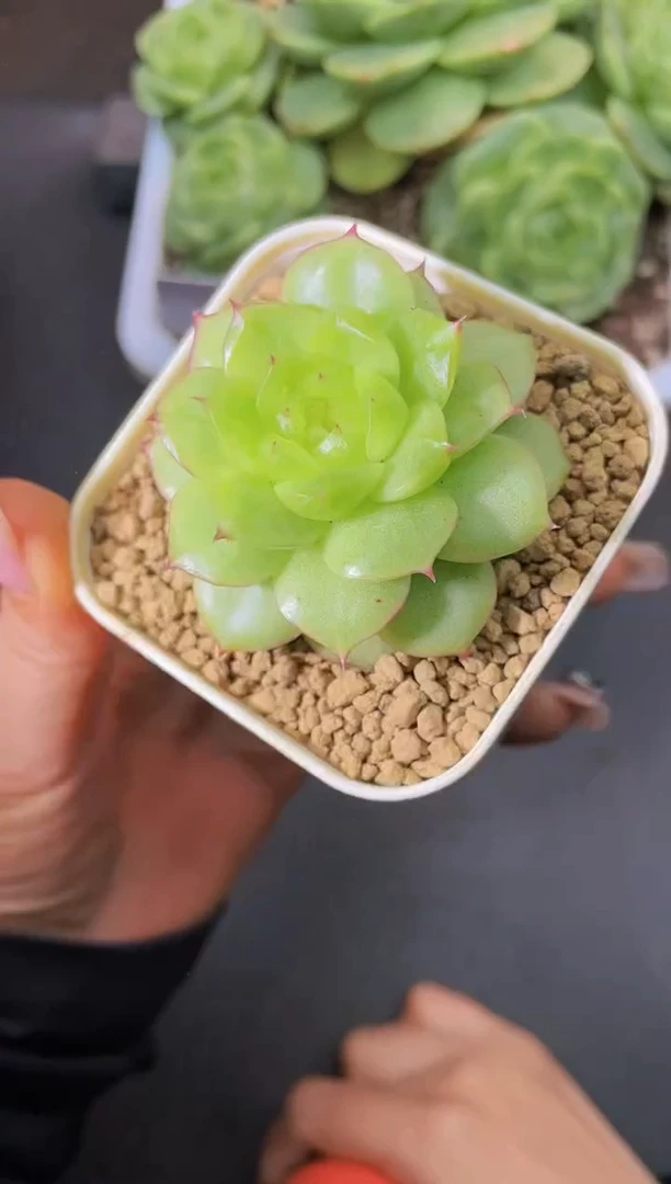 8376  大琉璃  量拍随机发一个