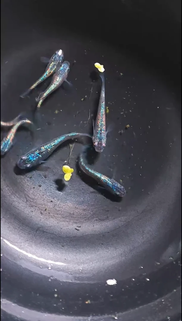 青鳉鱼观背青鳉015