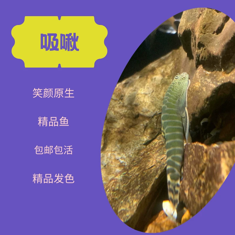 原生冷水绿斑马吸鳅鱼缸清洁工具鱼