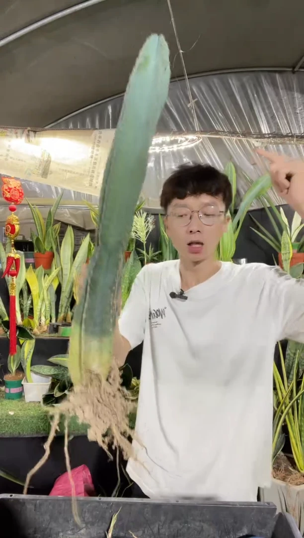 量天尺50厘米15.8